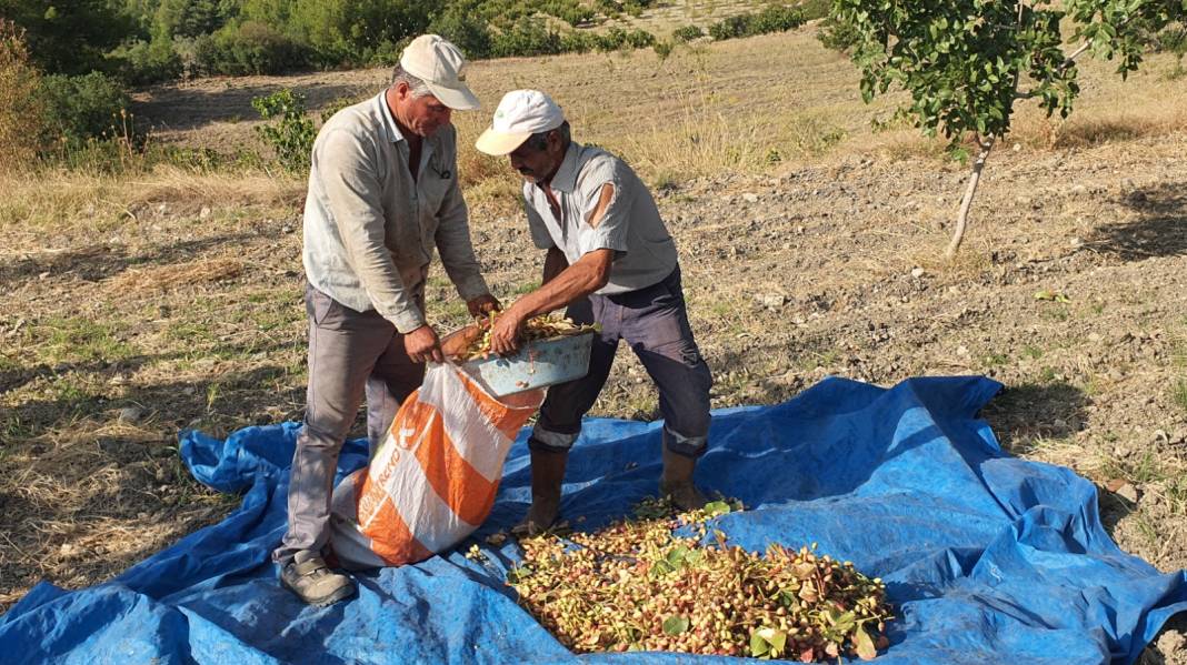 1000 km öteden Gaziantep'e fıstık satıyorlar: Bu yıl 270 ton hasat edildi 1